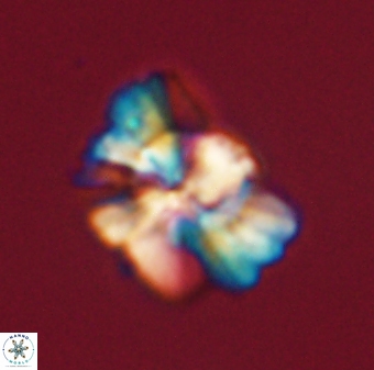 Heliolithus knoxii 61558