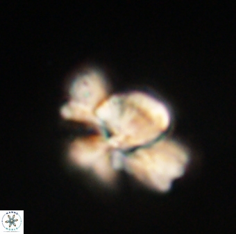 Heliolithus knoxii 61562