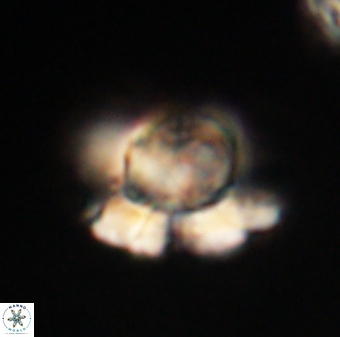 Heliolithus knoxii 61563