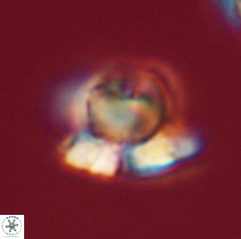Heliolithus knoxii 61564