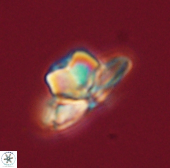 Heliolithus knoxii 61568