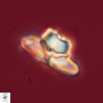 Heliolithus knoxii 61569