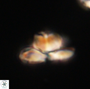 Heliolithus knoxii 61571