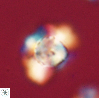 Heliolithus knoxii 61573