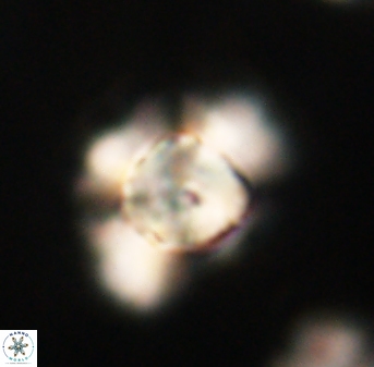 Heliolithus knoxii 61574