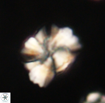 Heliolithus knoxii 61575