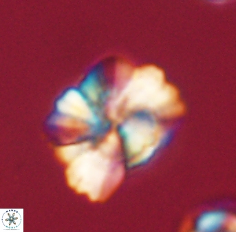 Heliolithus knoxii 61576