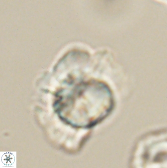 Heliolithus knoxii 61578