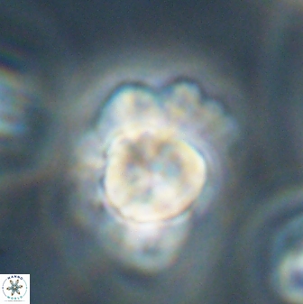 Heliolithus knoxii 61581
