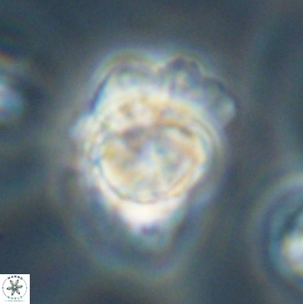 Heliolithus knoxii 61582