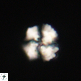 Heliolithus knoxii 61587