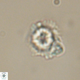 Heliolithus knoxii 61594