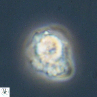 Heliolithus knoxii 61603