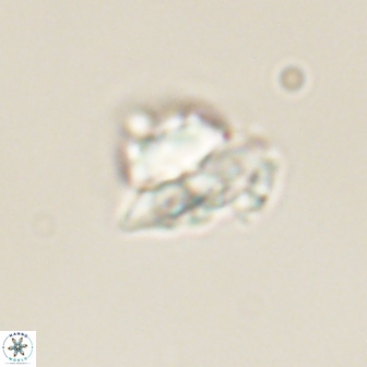 Heliolithus knoxii 61608