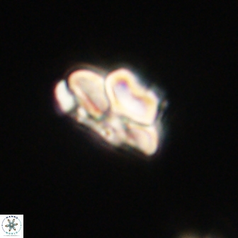 Heliolithus knoxii 61616