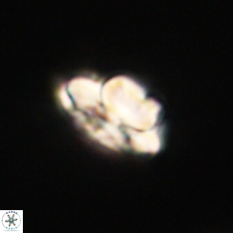 Heliolithus knoxii 61619