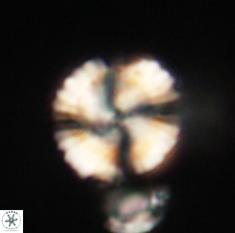Heliolithus knoxii 61624
