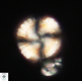 Heliolithus knoxii 61629