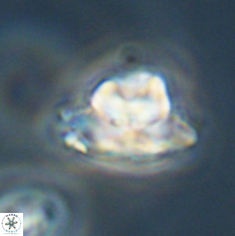 Heliolithus knoxii 61640
