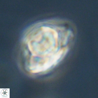 Heliolithus knoxii 61642