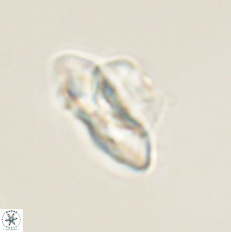 Heliolithus knoxii 61644