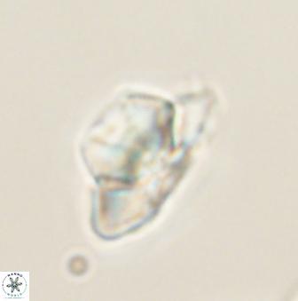 Heliolithus knoxii 61647