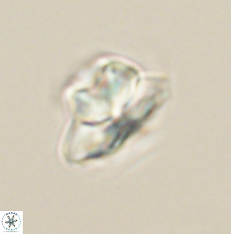 Heliolithus knoxii 61648