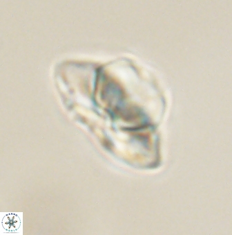 Heliolithus knoxii 61650