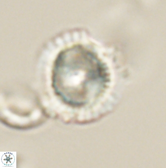 Heliolithus knoxii 61652