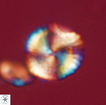 Heliolithus knoxii 61658