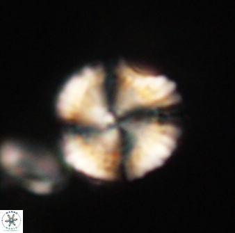 Heliolithus knoxii 61659