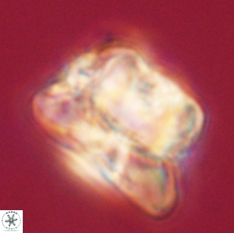 Heliolithus knoxii 61721