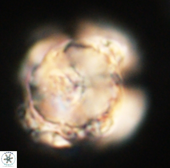 Heliolithus knoxii 61729