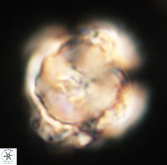 Heliolithus knoxii 61733