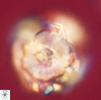 Heliolithus knoxii 61734