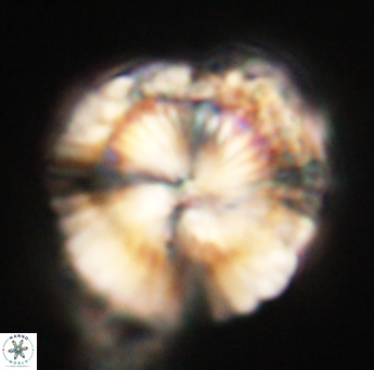 Heliolithus knoxii 61739