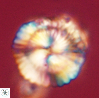 Heliolithus knoxii 61740