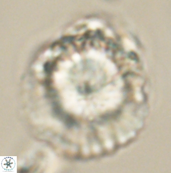 Heliolithus knoxii 61744