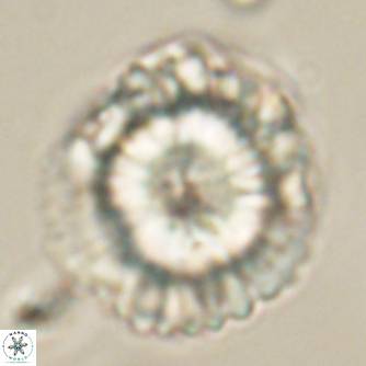 Heliolithus knoxii 61745