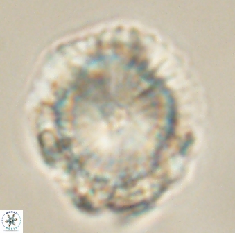 Heliolithus knoxii 61746