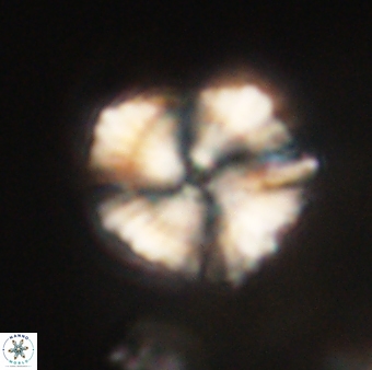 Heliolithus knoxii 61775