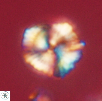 Heliolithus knoxii 61776