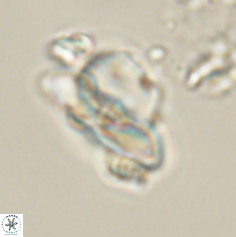 Heliolithus knoxii 61784