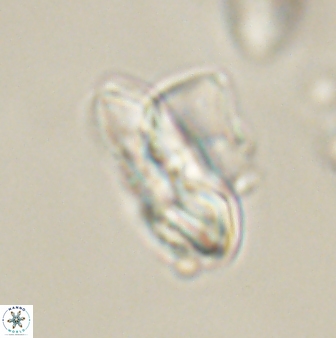 Heliolithus knoxii 61785