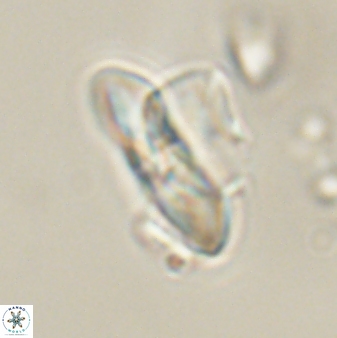 Heliolithus knoxii 61786