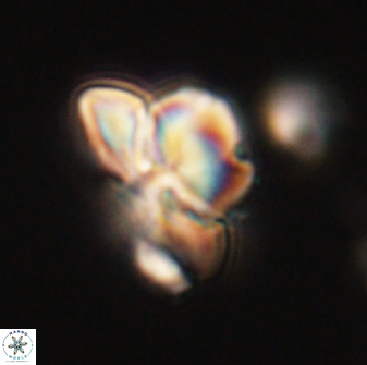 Heliolithus knoxii 61788