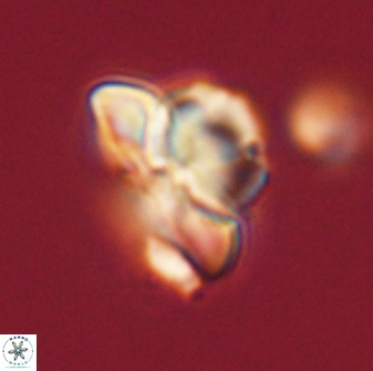 Heliolithus knoxii 61789