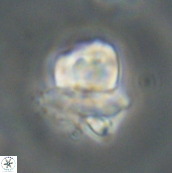 Heliolithus knoxii 61801
