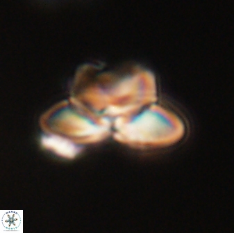 Heliolithus knoxii 61806