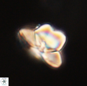 Heliolithus knoxii 61811